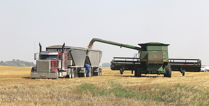 Trucks were being loaded with grain from farmers on Aug. 29.<br />
